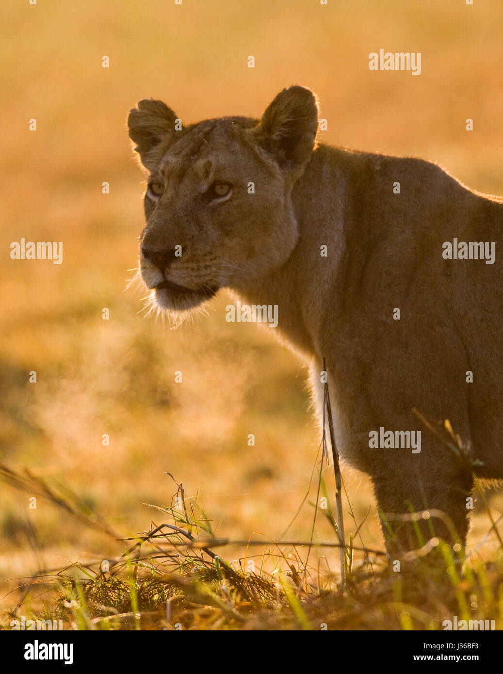 Leona en la hierba. Delta del Okavango. Foto de stock