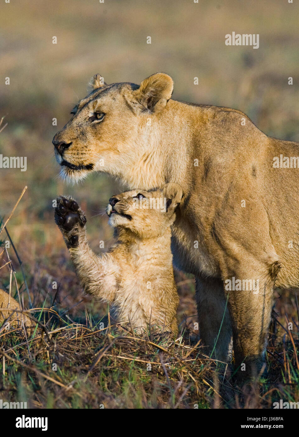 Leona con cachorros. Delta del Okavango. Foto de stock