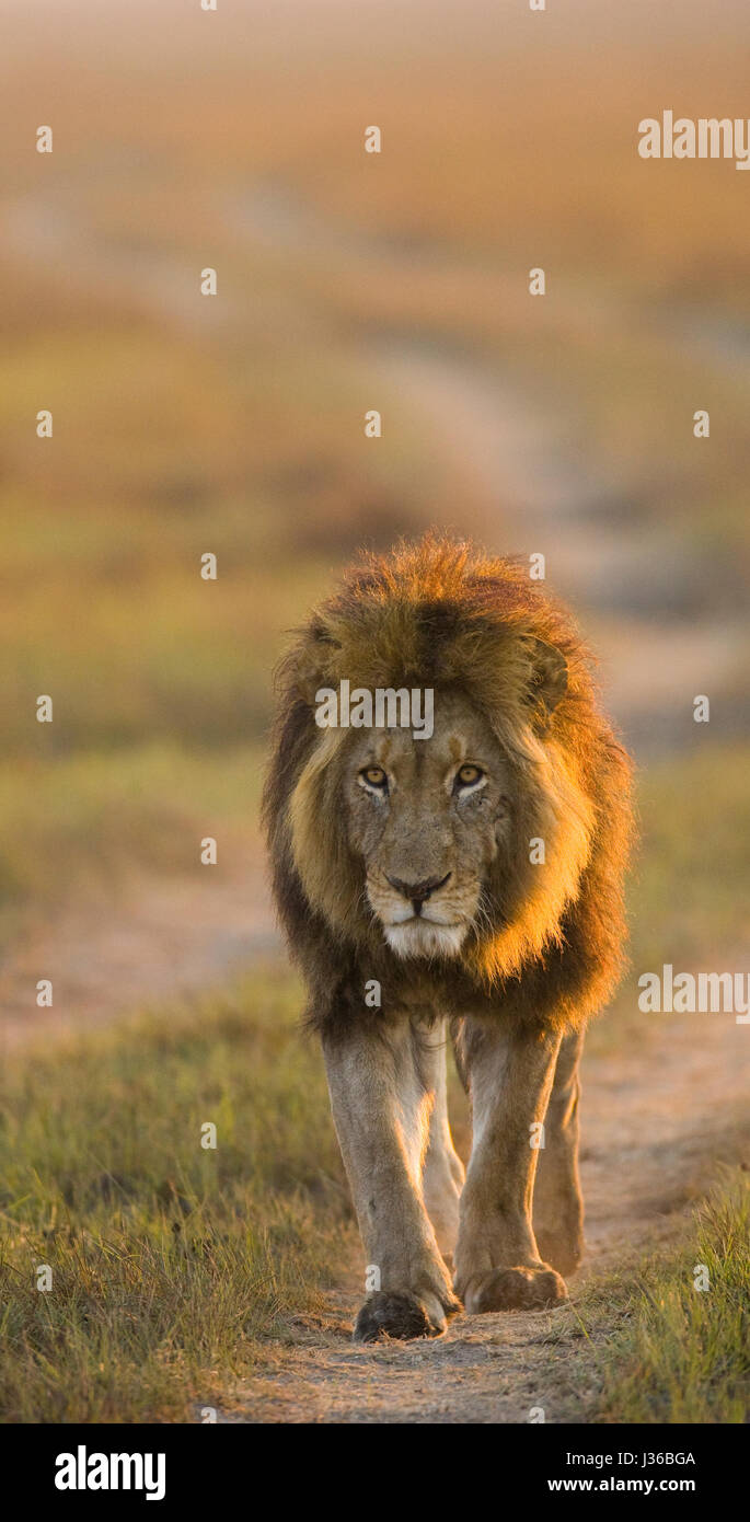 León está en camino. Delta del Okavango. Foto de stock