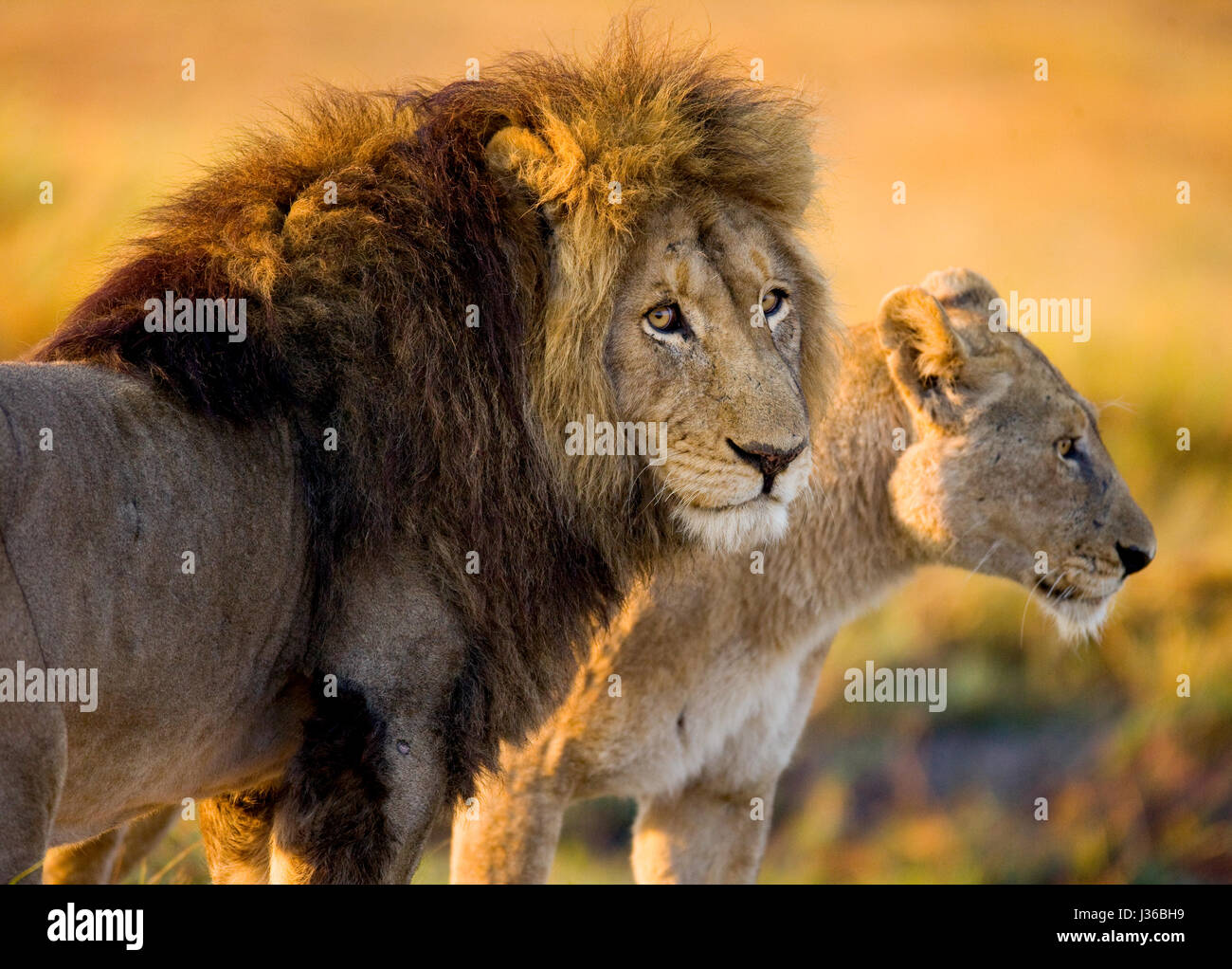 León y Leona de pie juntos. Botswana. Delta del Okavango. Foto de stock