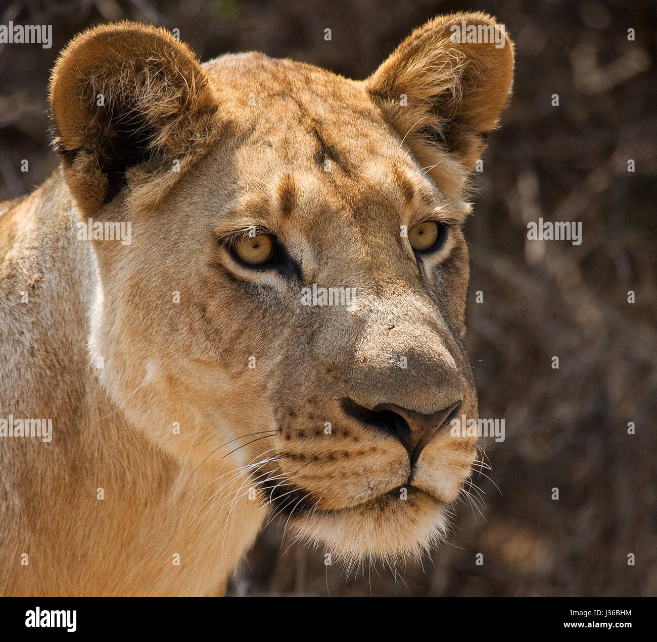 Retrato de una leona. Botswana. Delta del Okavango. Foto de stock