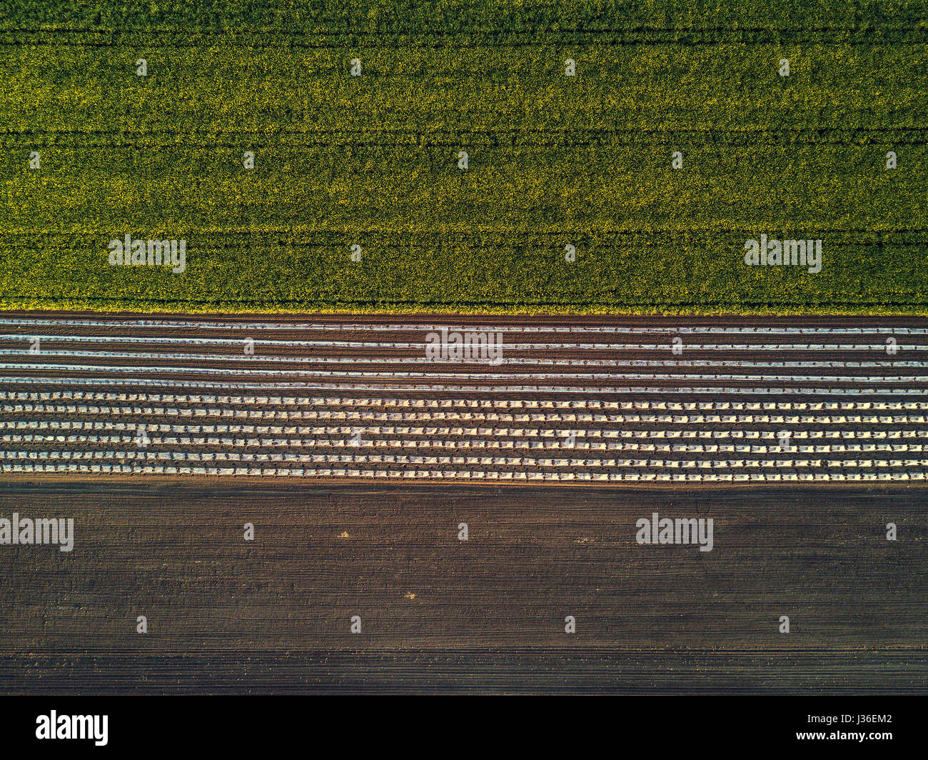Vista aérea del campo cultivado de drone, plantación de colza oleaginosa desde arriba Foto de stock
