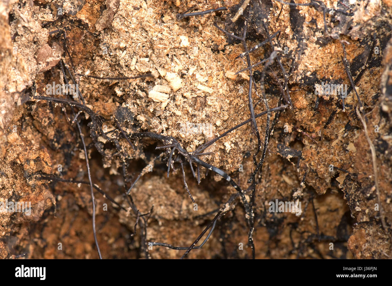 Negro o micótica rhizomorphs cordones de miel, hongo Armillaria mellea, formado sobre los enfermos y muertos, núcleo de un árbol podrido, Berkshire, Marzo Foto de stock