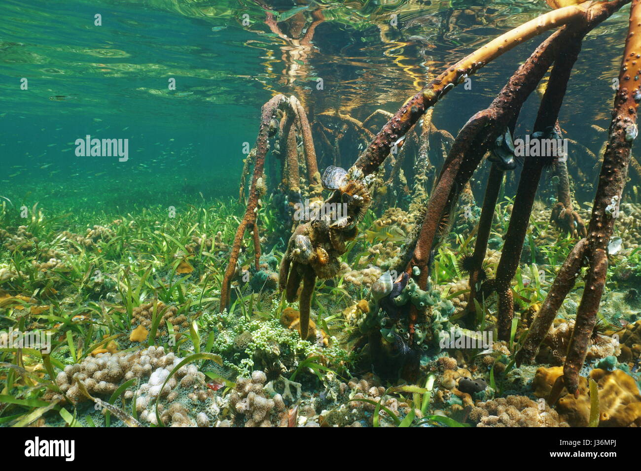 Las raíces del mangle subacuático con la vida marina del océano Atlántico, Bahamas Foto de stock