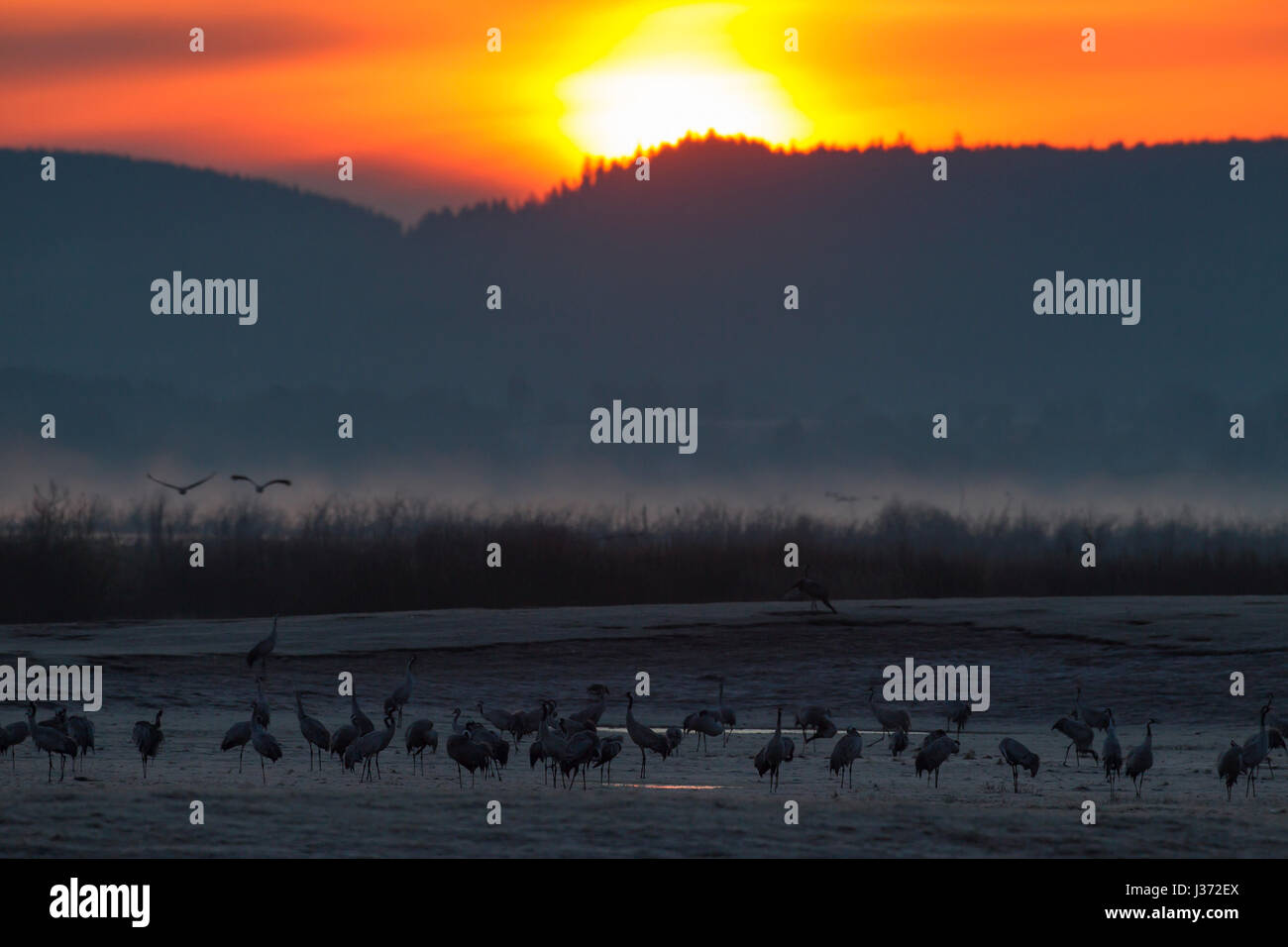 Grulla común / Grullas comunes (Grus grus) Grey fying al amanecer para descansar en el lago Hornborga / Hornborgasjön en primavera, Västergötland, Suecia Foto de stock