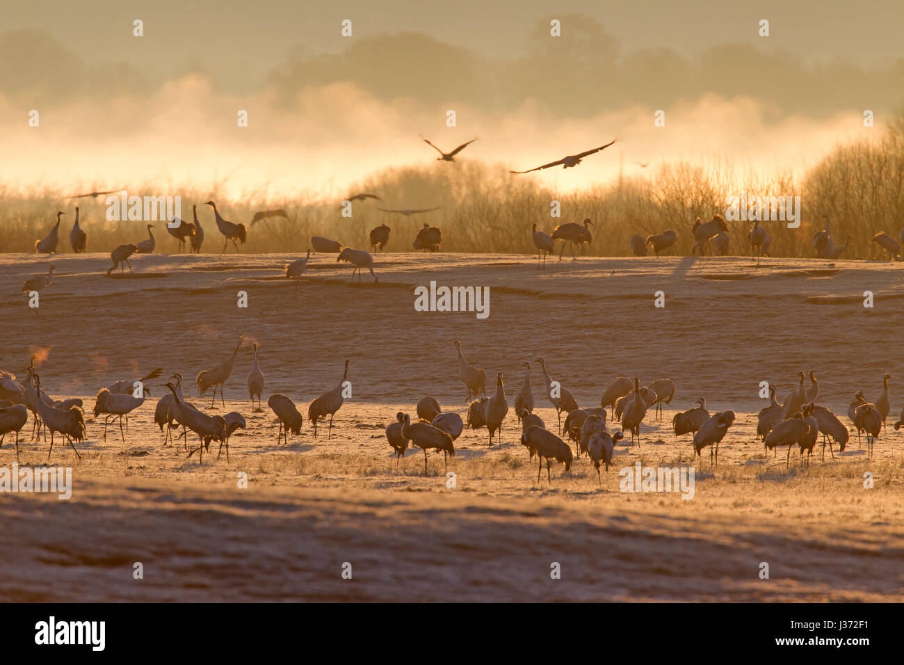 Grulla común / Grullas comunes (Grus grus) Grey fying al amanecer para descansar en el lago Hornborga / Hornborgasjön en primavera, Västergötland, Suecia Foto de stock