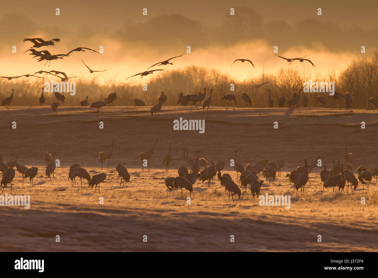 Grulla común / Grullas comunes (Grus grus) Grey fying al amanecer para descansar en el lago Hornborga / Hornborgasjön en primavera, Västergötland, Suecia Foto de stock