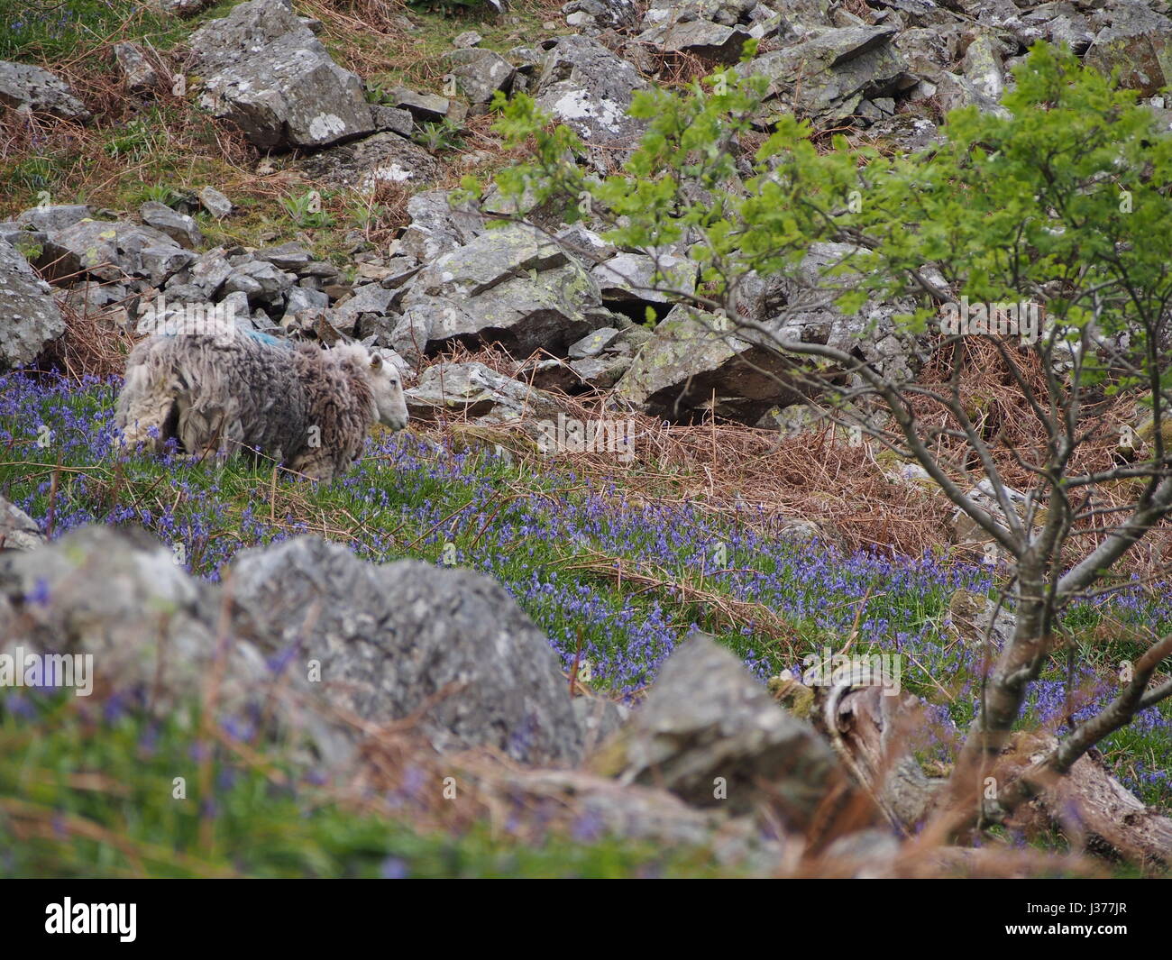 Ovejas entre las campánulas azules, Rannerdale, Cumbria Foto de stock