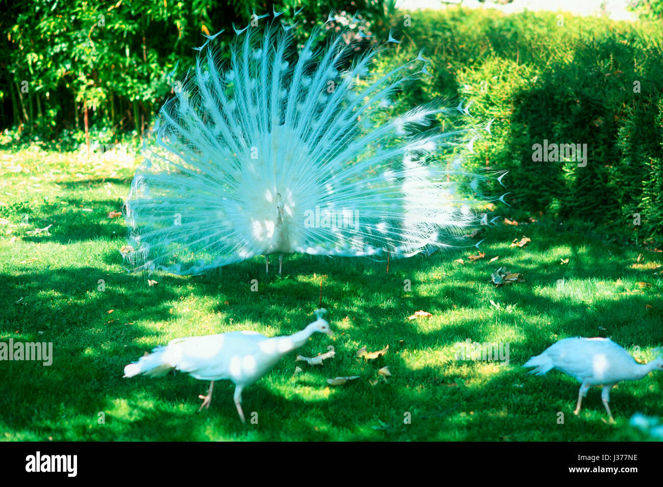 Tres pavos reales blancos sobre el césped. Foto de stock