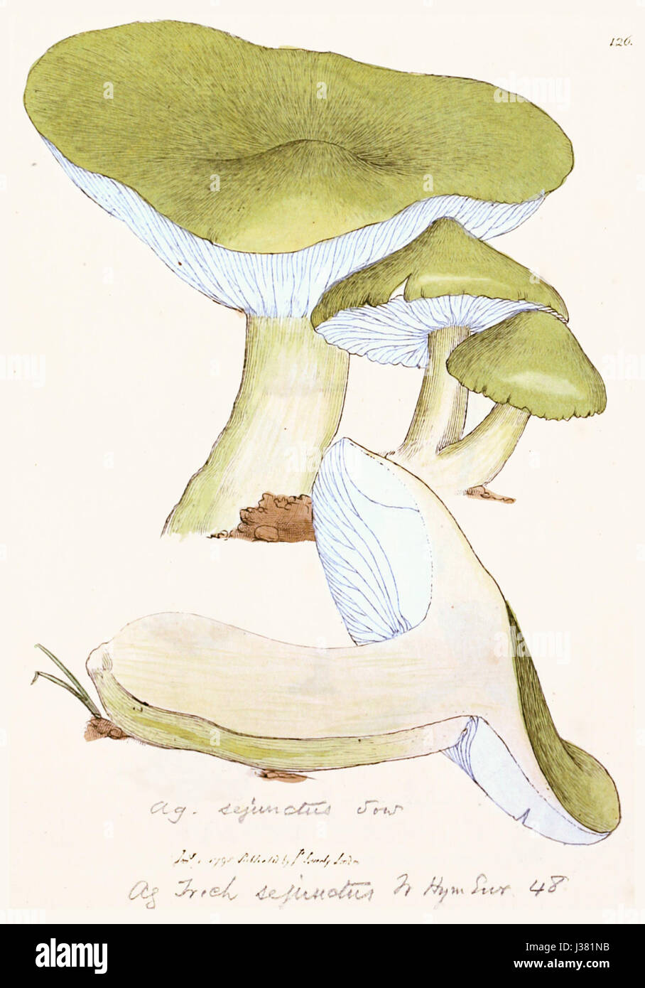 Figuras coloreadas de Inglés Los hongos o setas t. 126 Fotografía de