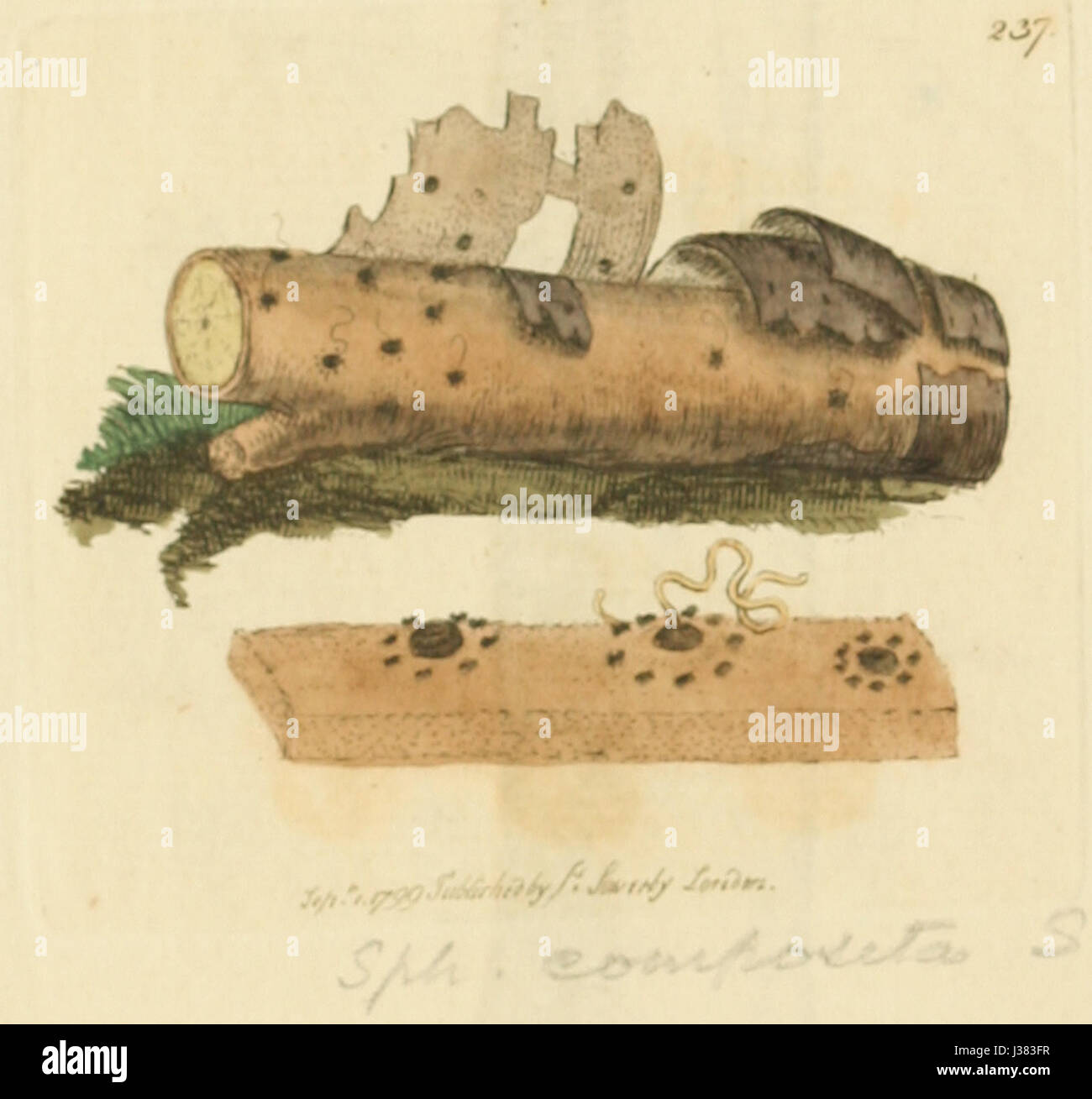 Figuras coloreadas de Inglés Los hongos o setas t. 237 Fotografía de