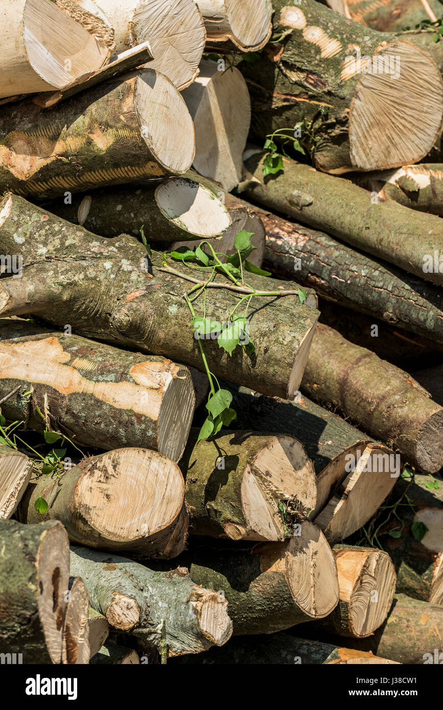 Un montón de registros recién cortadas Sycamore ladrido de madera aserrada de textura de madera los registros de pila nadie Foto de stock