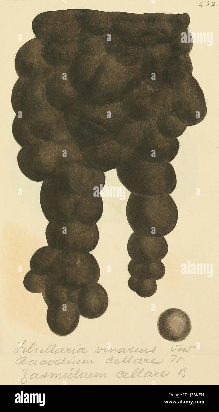 Figuras coloreadas de Inglés Los hongos o setas t. 432 Fotografía de