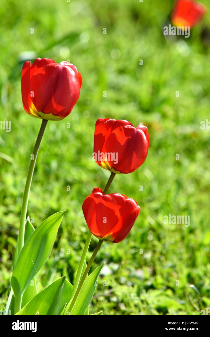 Tulipanes rojos Foto de stock