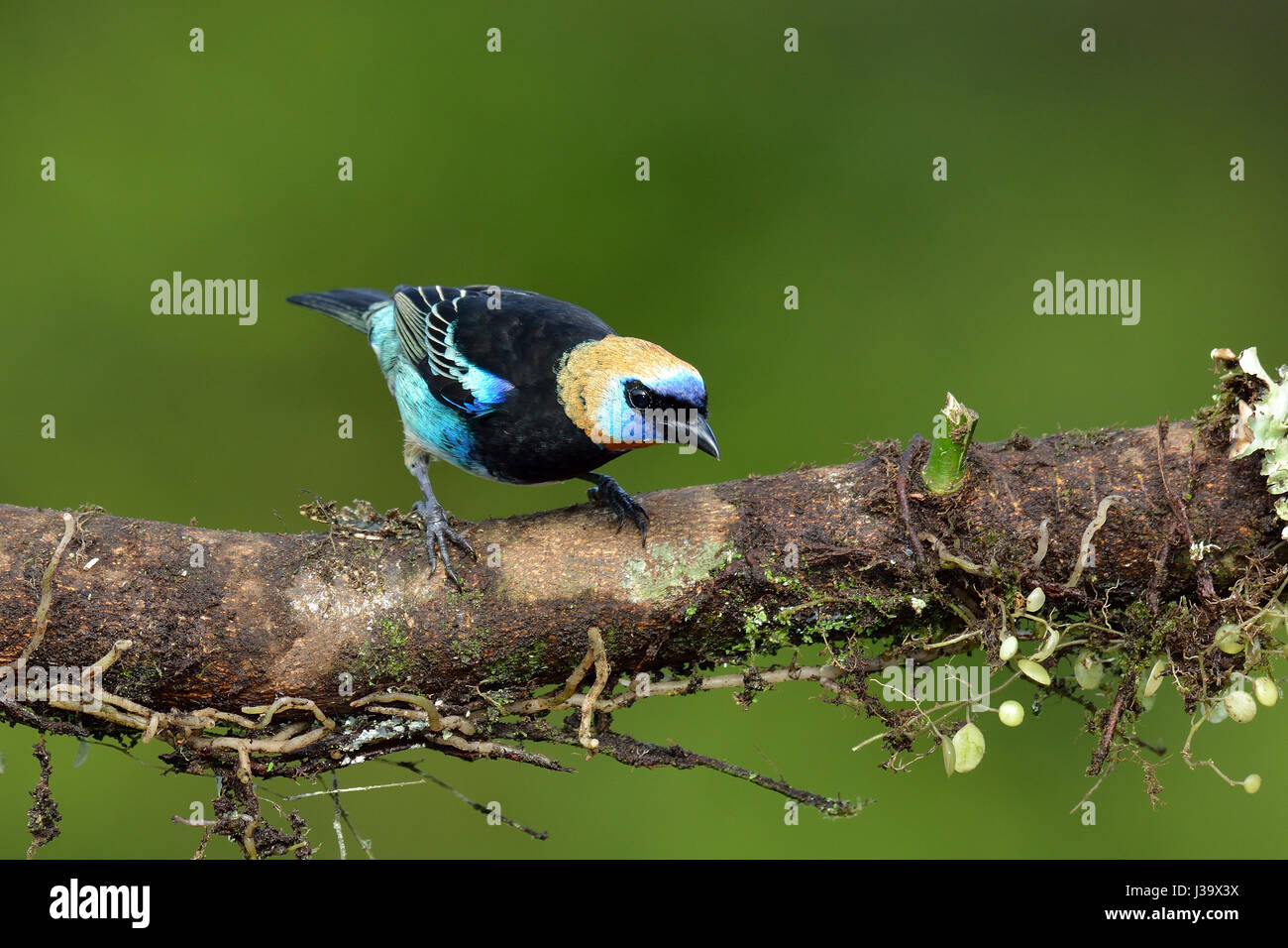 Un Golden-hooded Tanager en Costa Rica rain forest Foto de stock