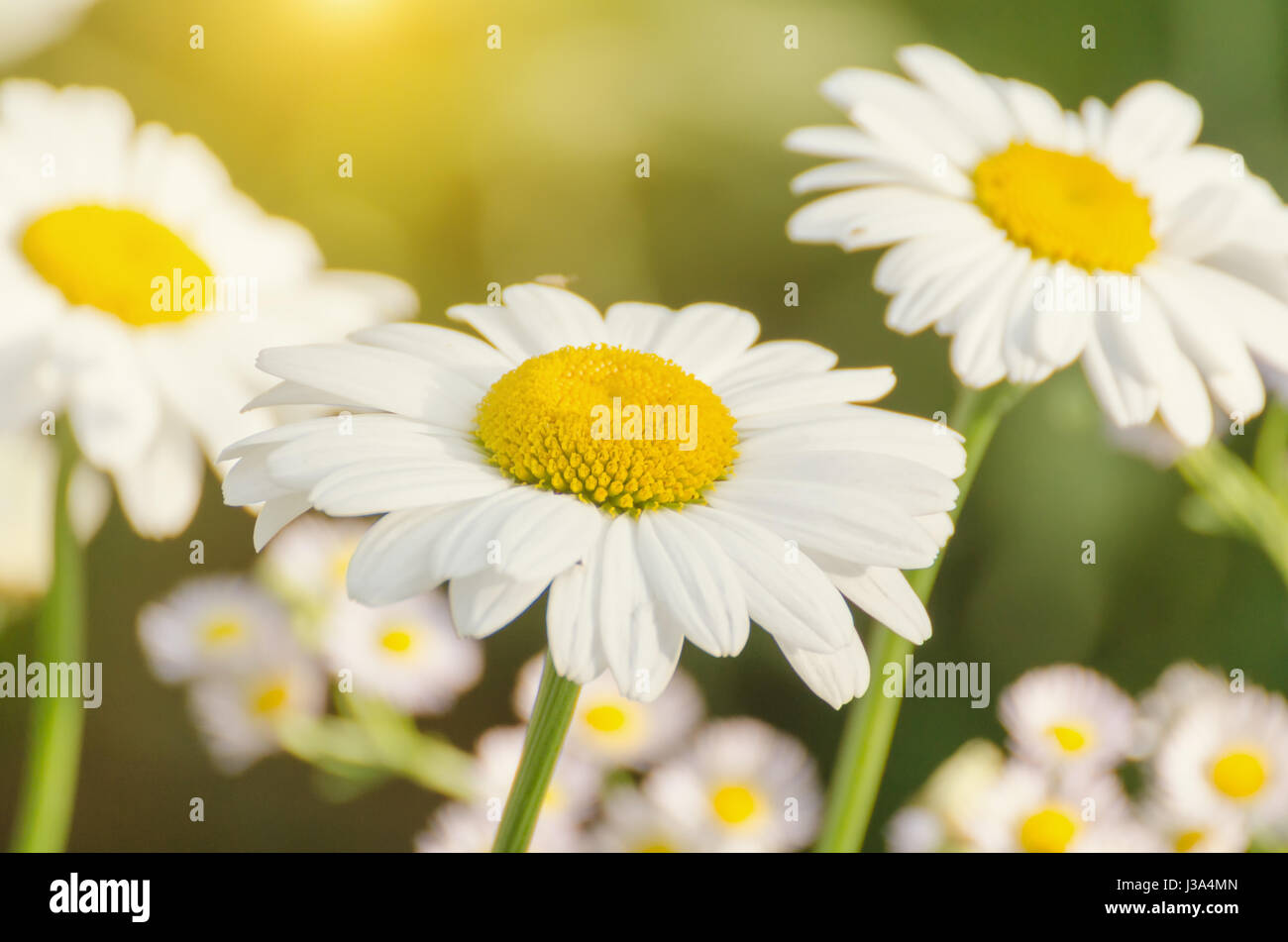 Daisy flor de pradera verde Foto de stock