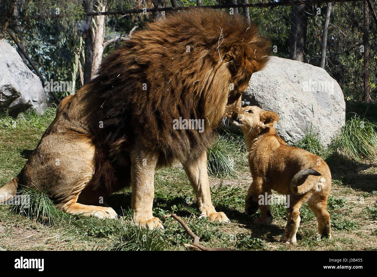 Buin, Chile. 4 de mayo de 2017. 'Maucho' (L), un león macho que ha tenido una operación para revertir una vasectomía, juega con su cachorro en Buin Zoo, Chile, el 4 de mayo de 2017. Según la prensa local, los cachorros nacieron después de su padre asumió la operación. Crédito: Rodrigo Saenz/AGENCIAUNO/Xinhua/Alamy Live News Foto de stock