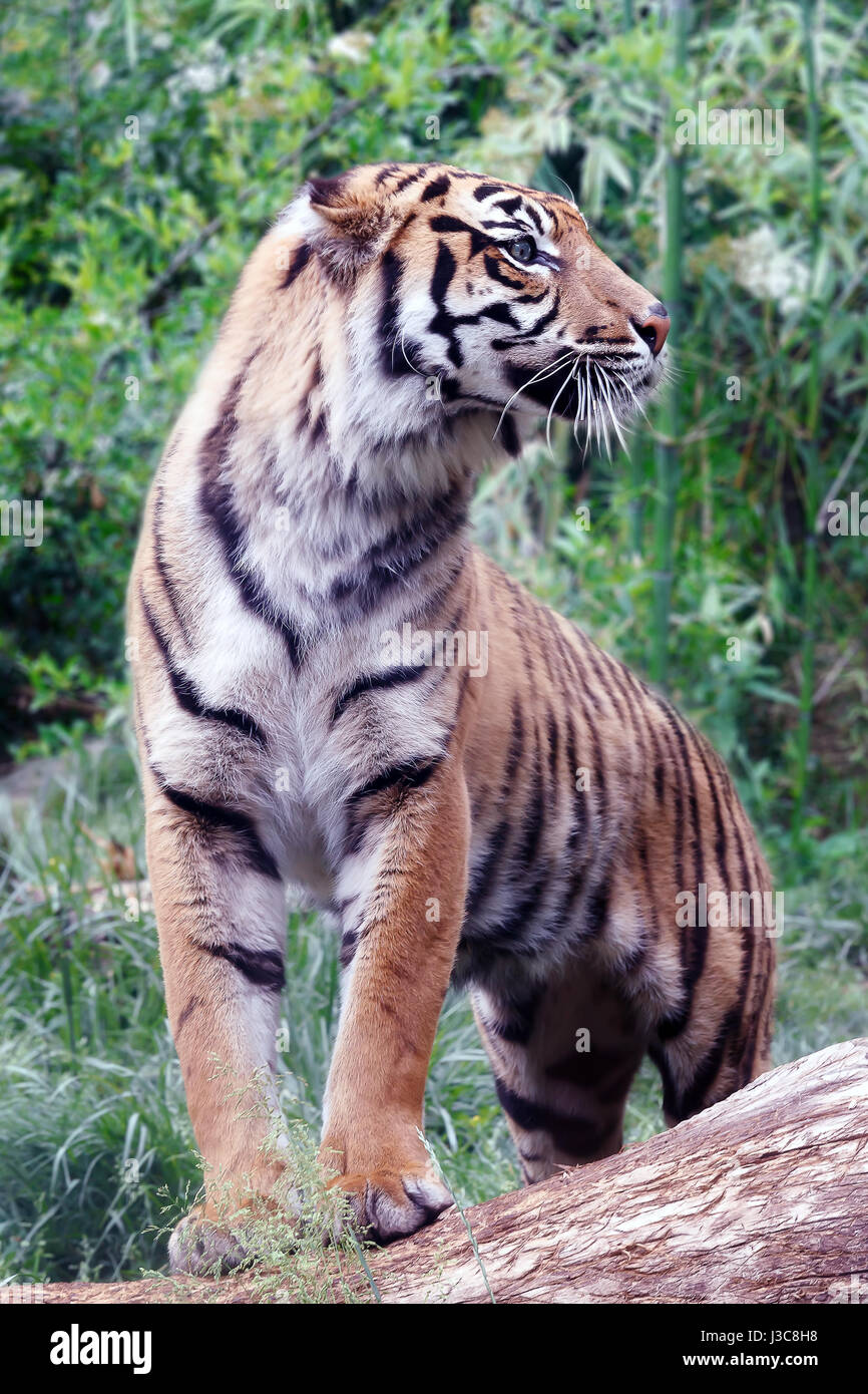 Ejemplar joven de tigre de Sumatra, en el bosque. Foto de stock