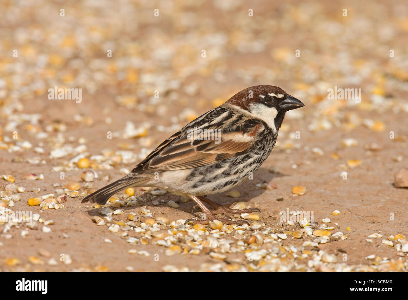 Español - Sparrow Passer hispaniolensis - macho Foto de stock