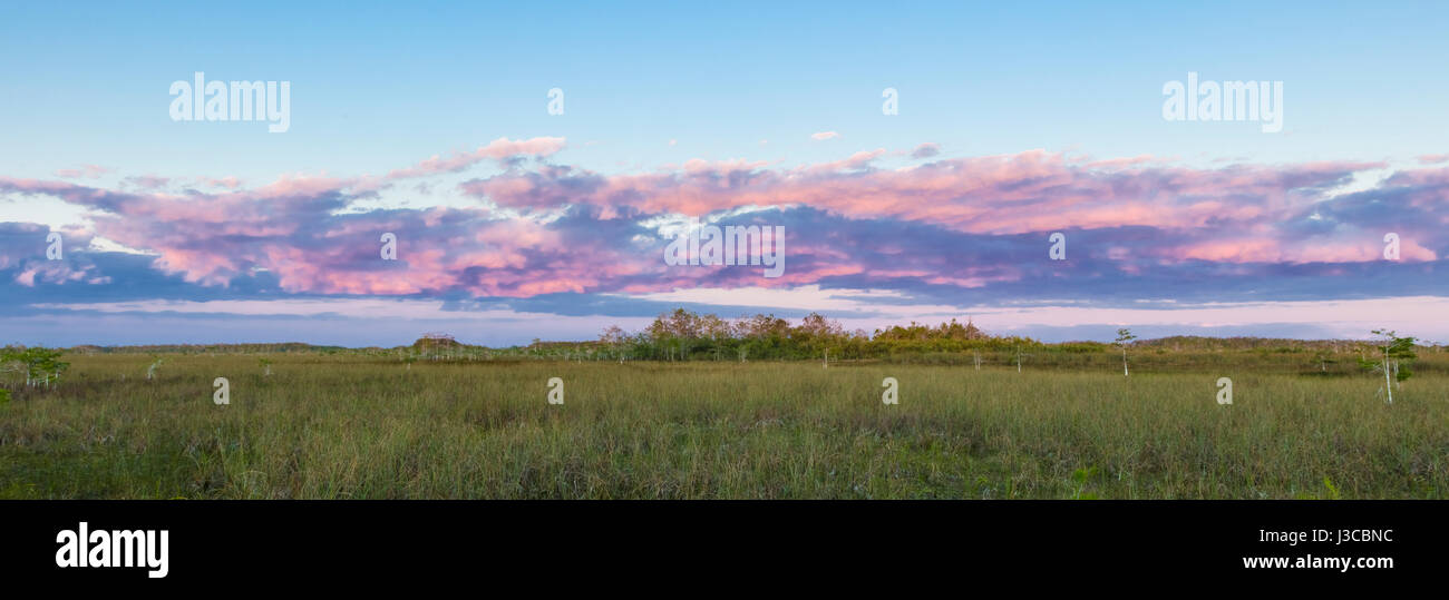 Rosa coloridas nubes sobre praderas al atardecer en el Parque Nacional Everglades de Florida Foto de stock