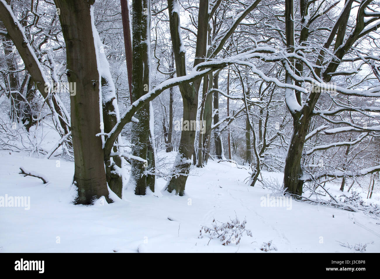 Beechwood en Little Gaddesden Hertfordshire en la nieve Foto de stock