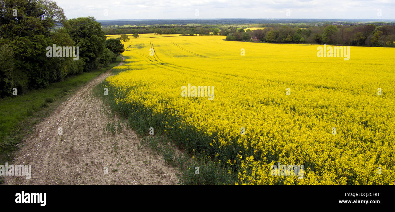 Campos amarillos de Gran Bretaña, la Colza, la OCE, combustible biodiesel, aceite vegetal, Brassica napus crece, la fotografía, el drone UAV CAA Foto de stock
