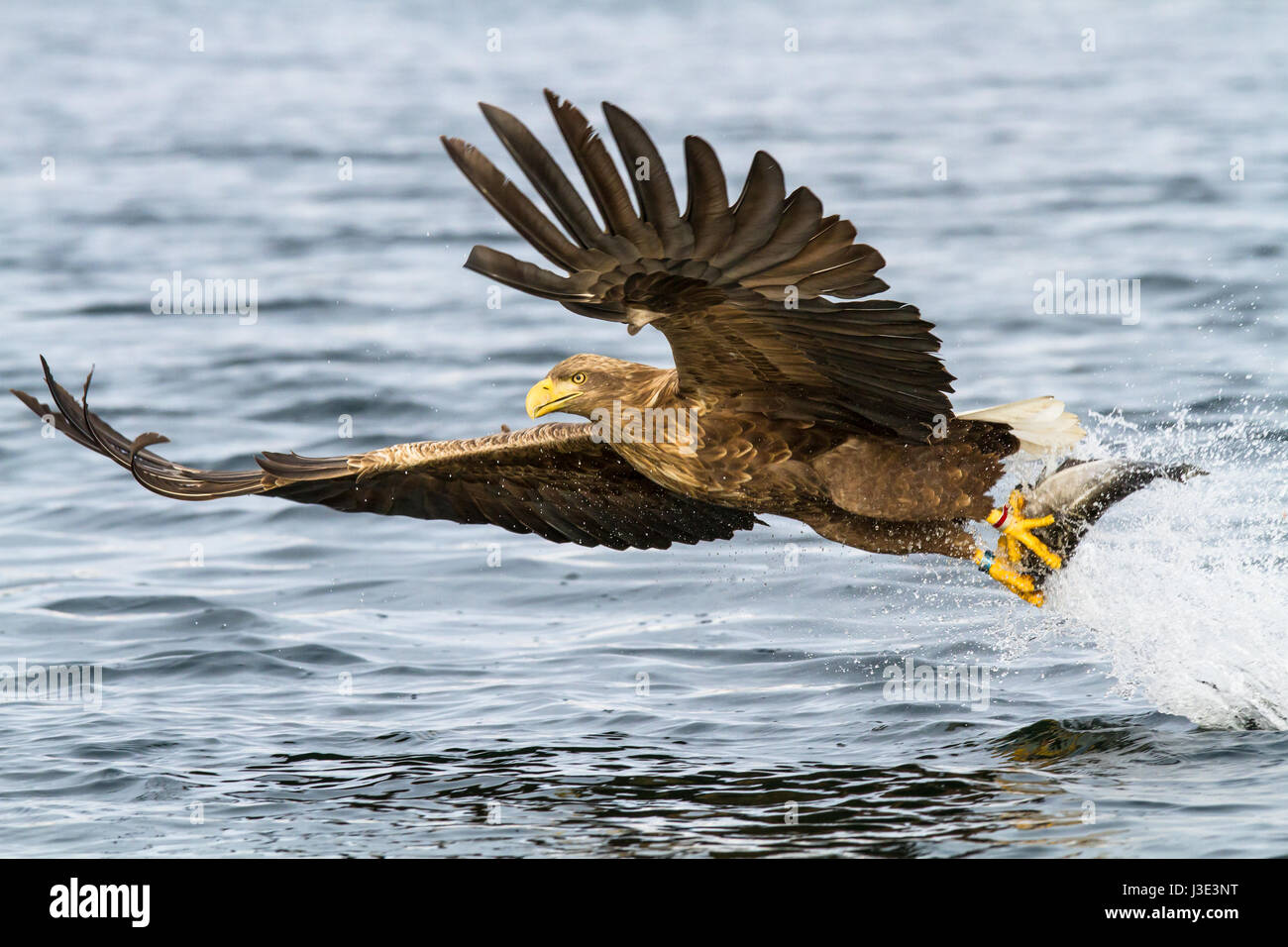 Un águila de cola blanca (Haliaeetus albicilla) pescar peces en Noruega Foto de stock