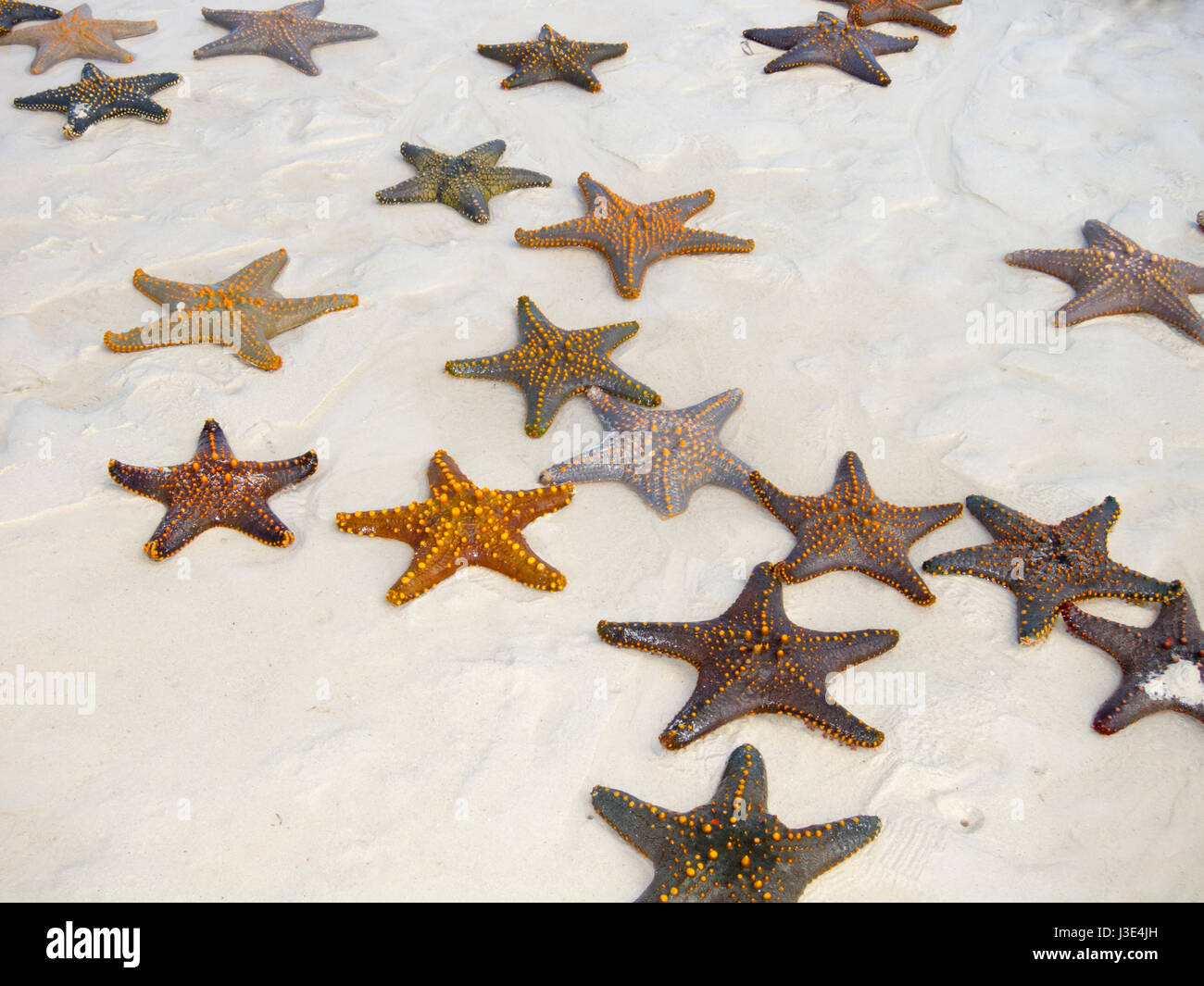 Estrellas de mar en la playa de Zanzíbar, océano Índico Fotografía de stock  - Alamy