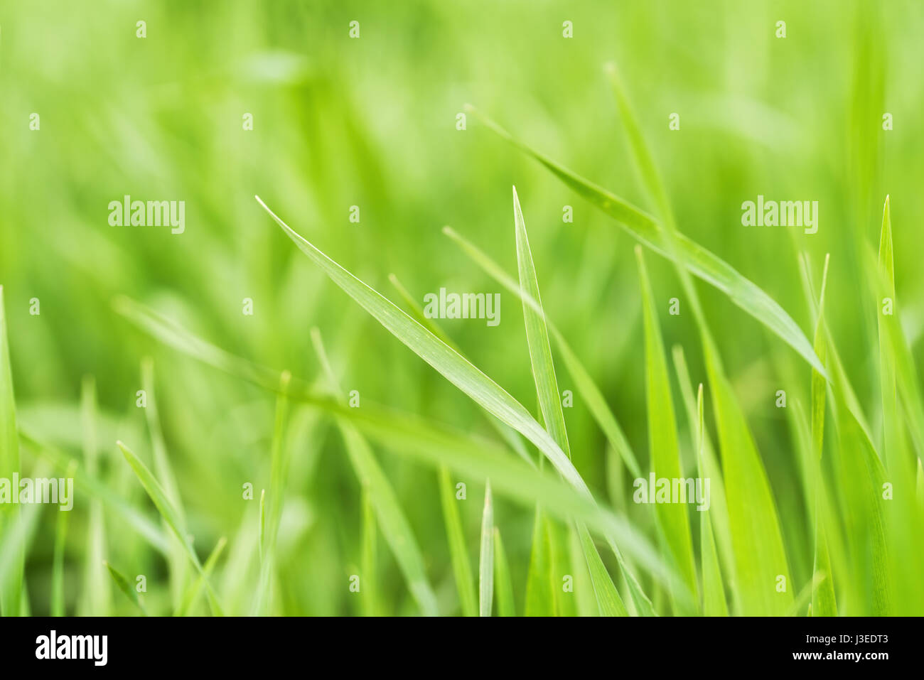 La hierba verde cerca de macro Foto de stock