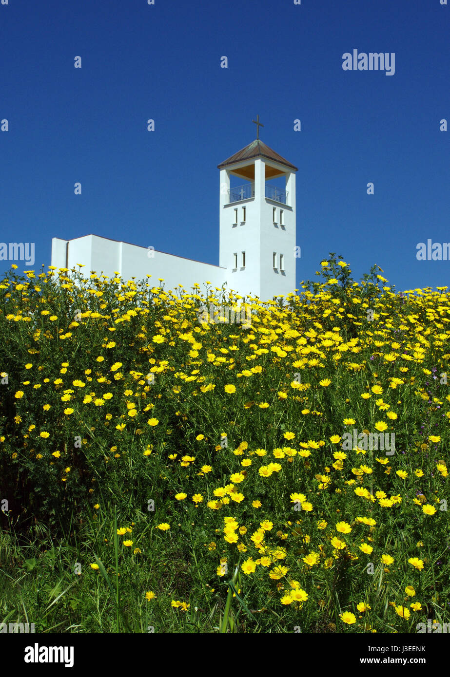 Floración amarilla de daisy en Sassari, Cerdeña, cerca de la iglesia Sagrada Familia Foto de stock