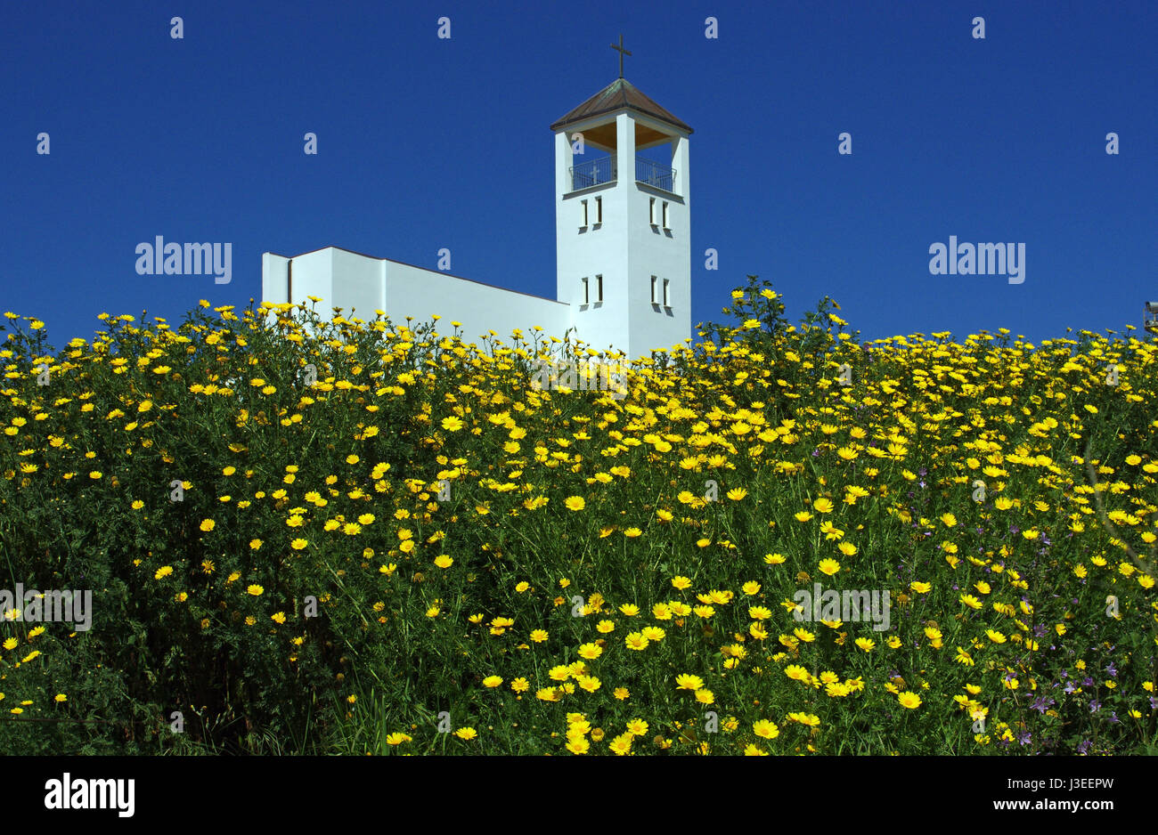 Floración amarilla de daisy en Sassari, Cerdeña, cerca de la iglesia Sagrada Familia Foto de stock