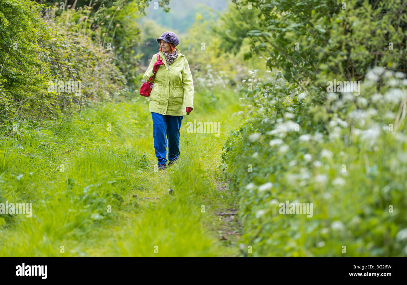 Campo a pie. Anciana caminando por un sendero de campo de hierba en primavera en el Reino Unido. Foto de stock