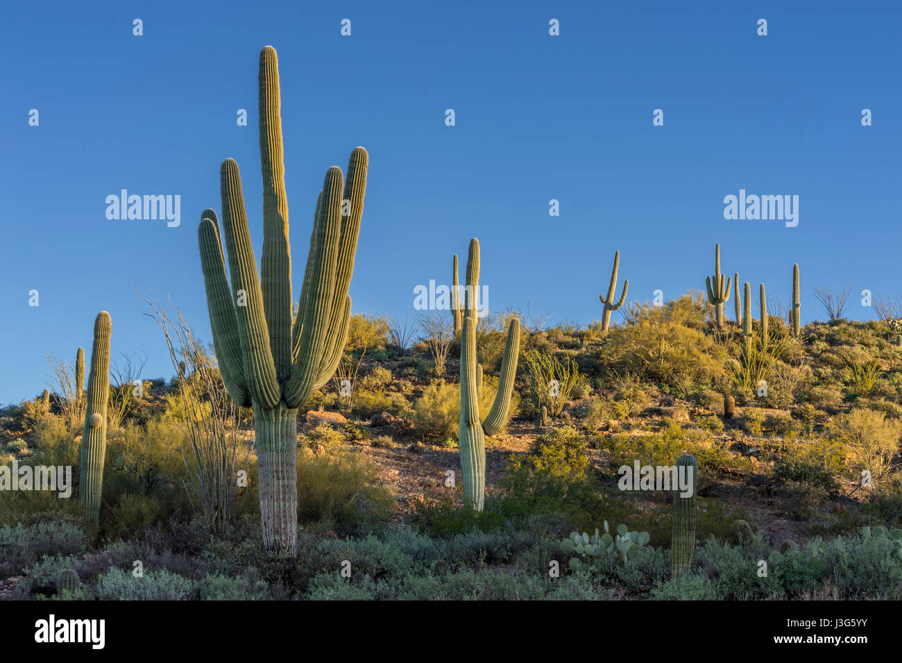 Desierto de cactus saguaro, Arizona, EE.UU. Foto de stock