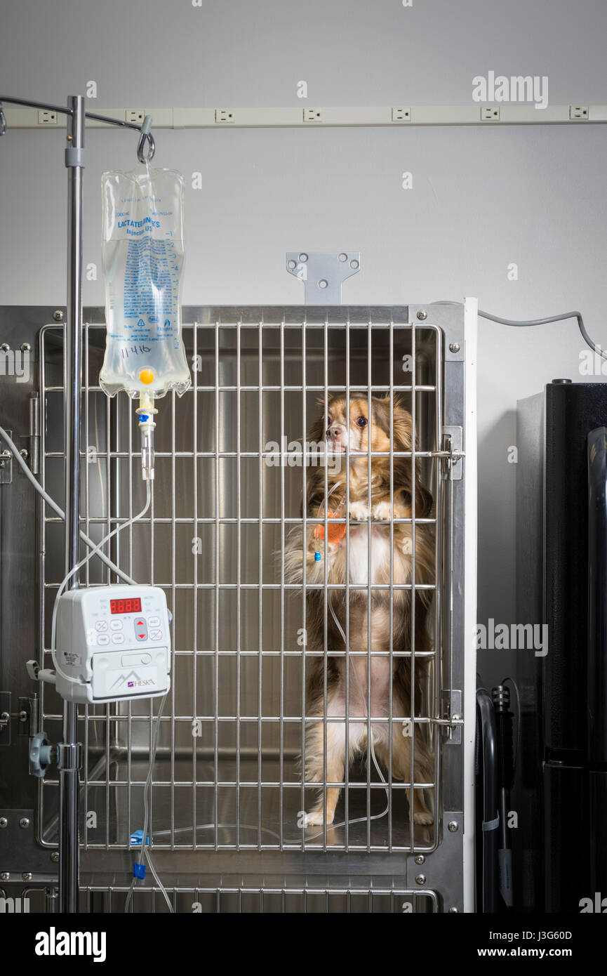 Perro en la clínica veterinaria con IV Foto de stock