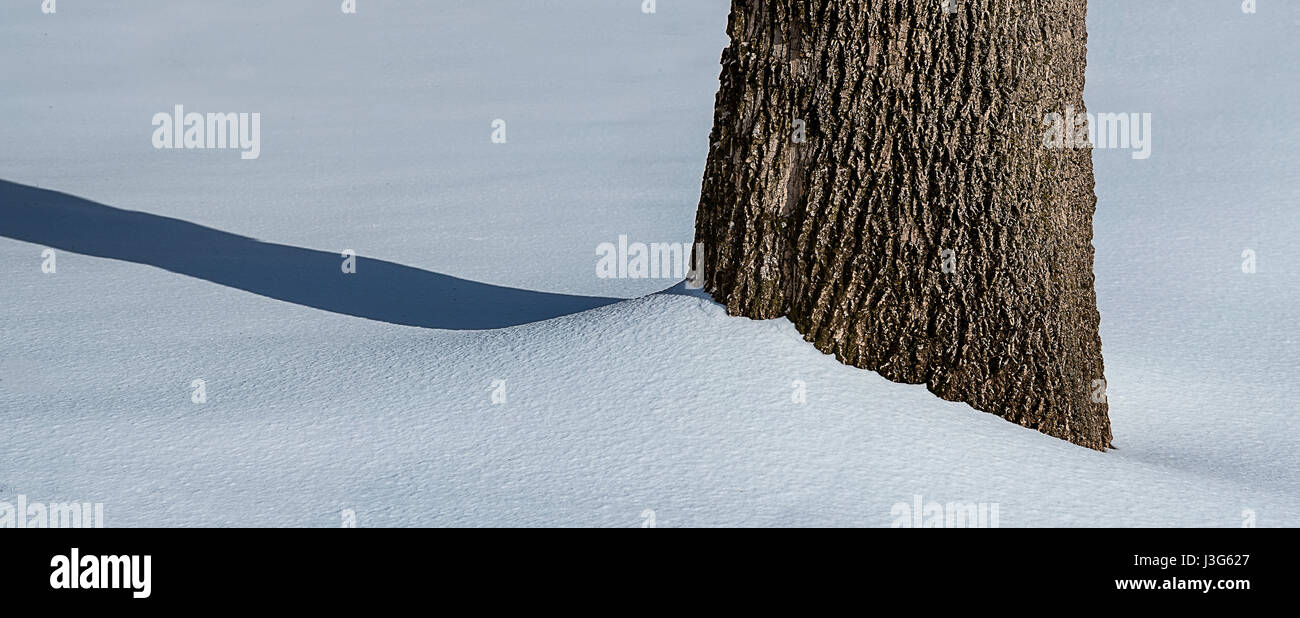 Detalle del tronco de un árbol en la nieve. Foto de stock