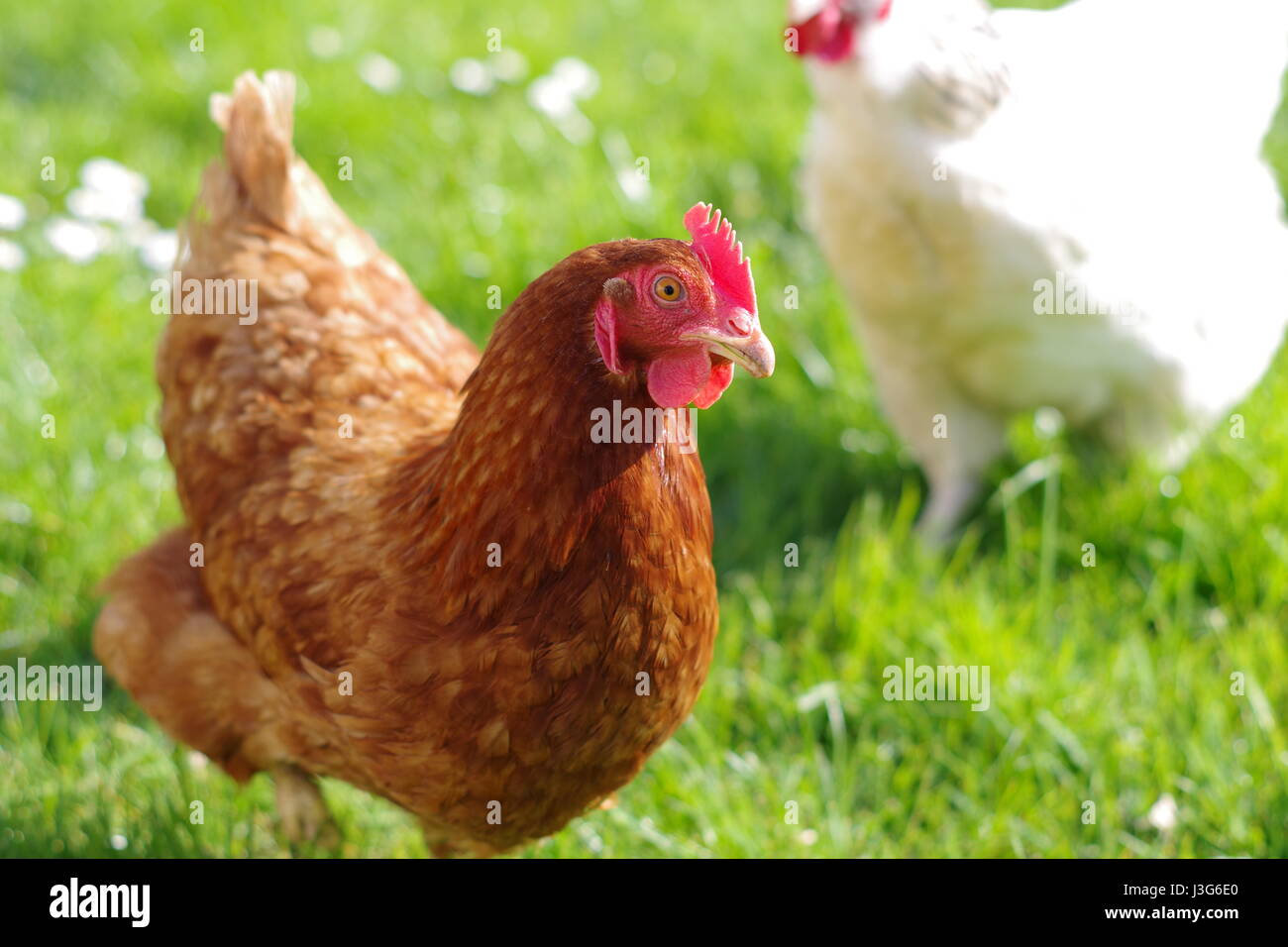 Red hen rango libre, fuera de los estrechos, Francia Foto de stock