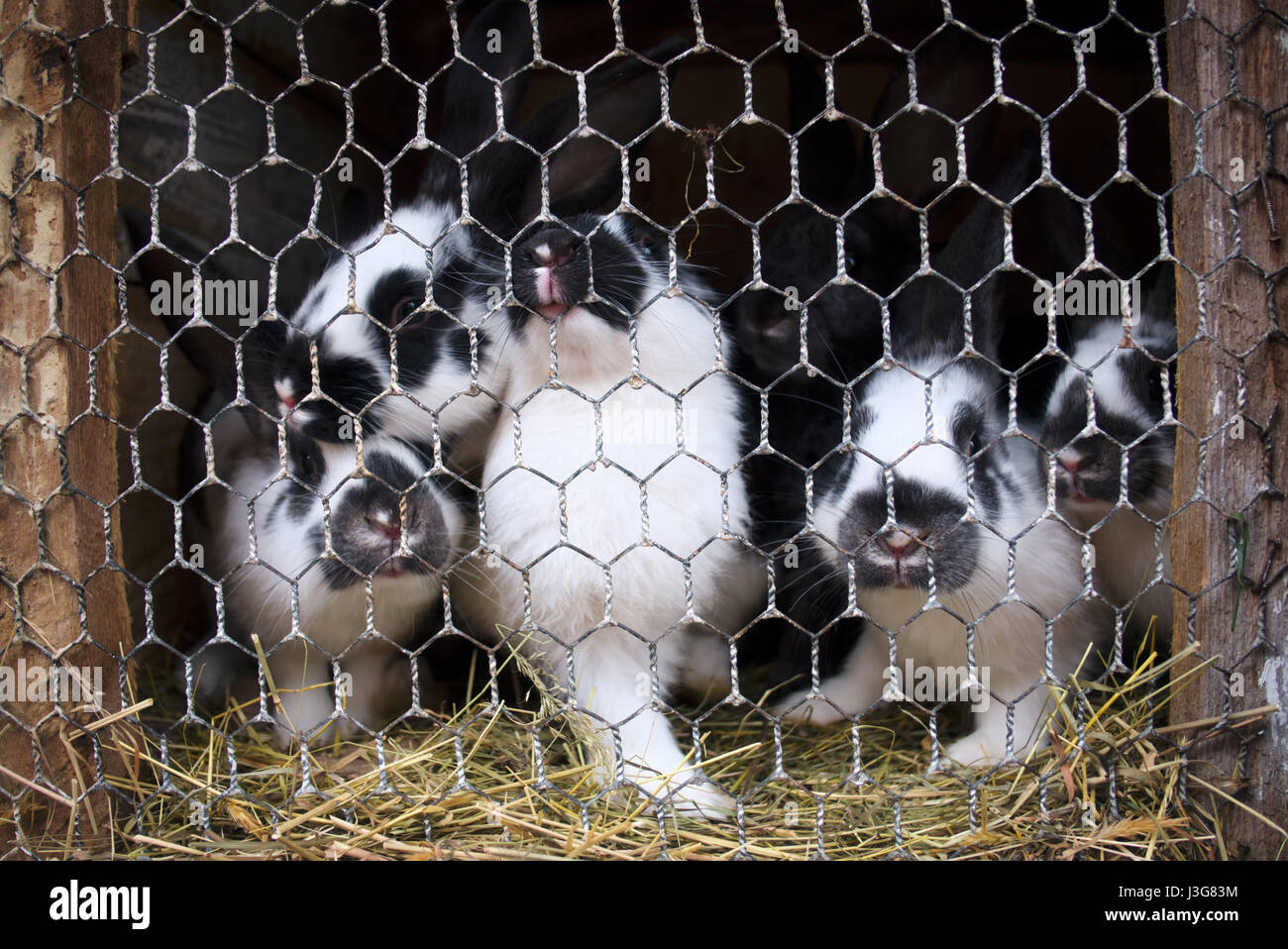 Pequeña jaula conejos en primer plano Foto de stock