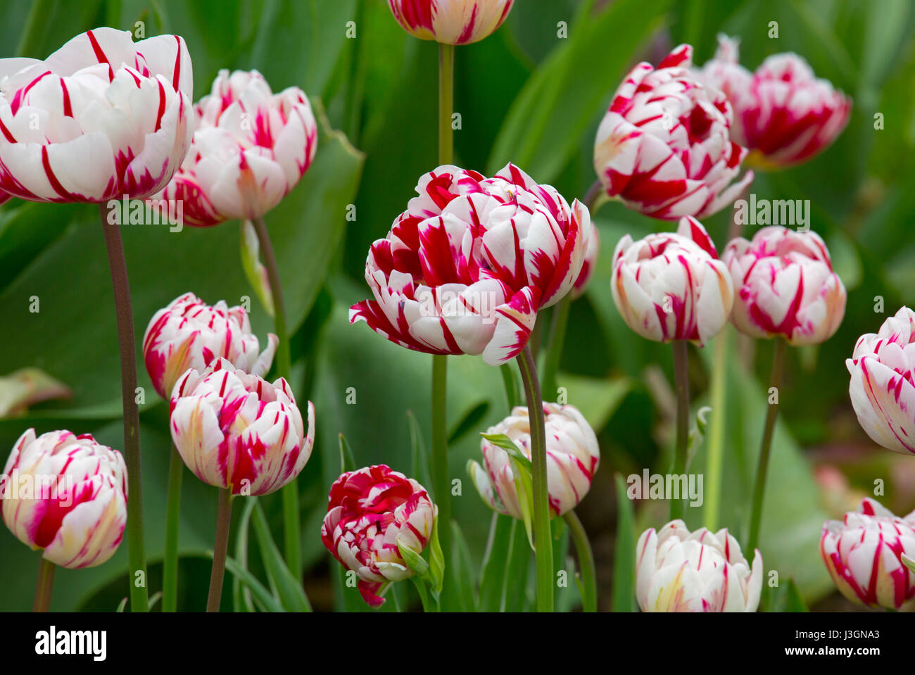 Tulipa "Carnaval de Nice' creciendo en garden border Foto de stock