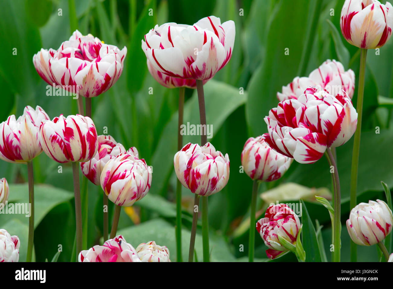Tulipa "Carnaval de Nice' creciendo en garden border Foto de stock