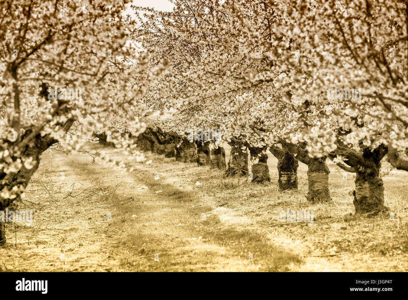 Florecimiento de cerezo (Prunus sp.) Los árboles en primavera, Weserbergland, Hesse, Alemania, Europa Foto de stock