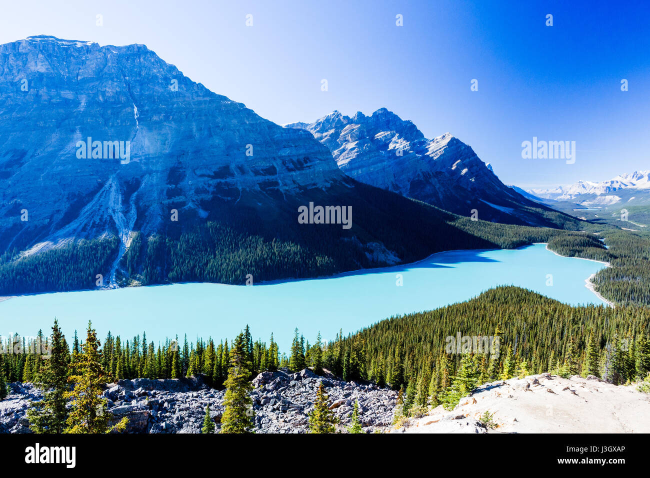 Lago Peyto es un lago del glaciar ubicado en el Parque Nacional de Banff en las Montañas Rocosas Canadienses. El lago en sí es fácilmente accesible desde la carretera Icefields Parkway Foto de stock