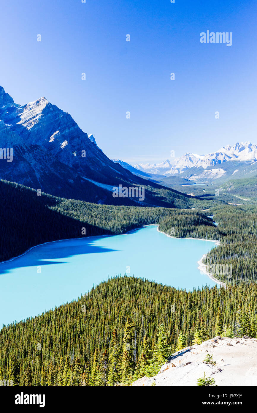 Lago Peyto es un lago del glaciar ubicado en el Parque Nacional de Banff en las Montañas Rocosas Canadienses. El lago en sí es fácilmente accesible desde la carretera Icefields Parkway Foto de stock