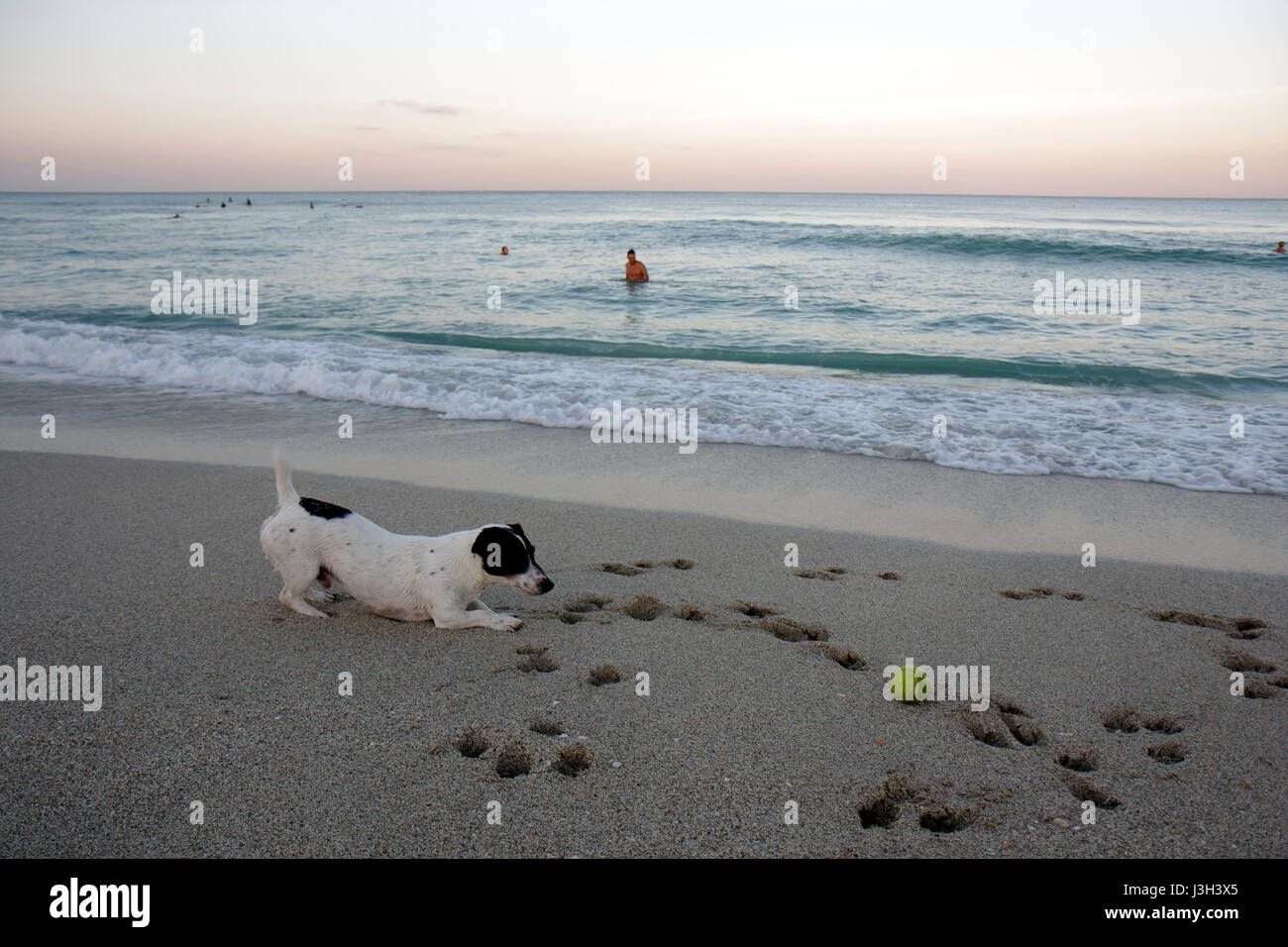 Miami Beach Florida,Océano Atlántico,agua,costa,playa pública,arena,costa,mar,perro,bola,mascota,jugar,estampado de pata,Jack Russell terrier,surf,FL080911025 Foto de stock