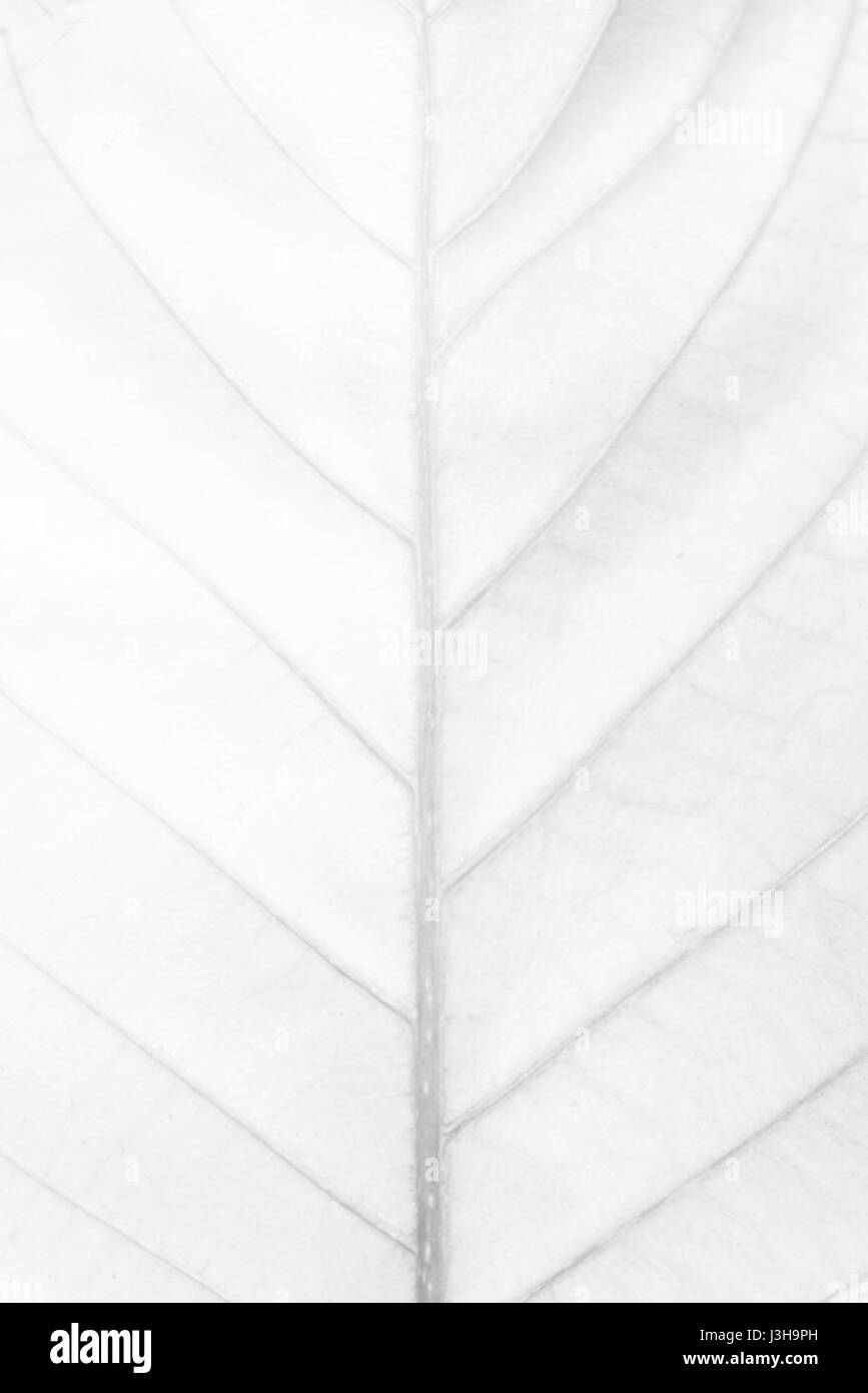 Hoja blanca Textura del fondo Fotografía de stock Alamy