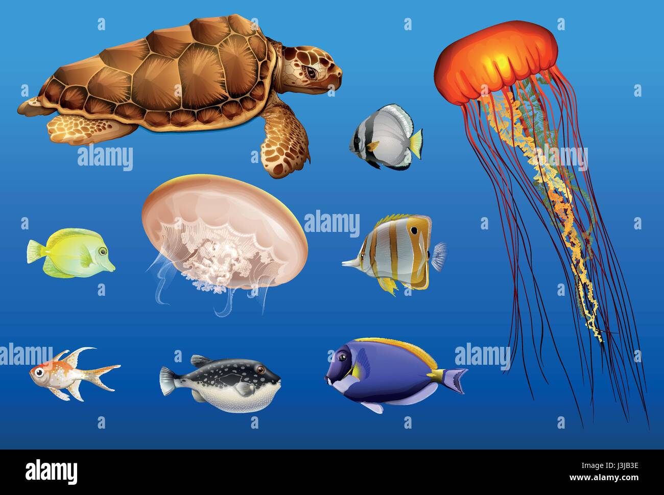 Los diferentes tipos de animales marinos en el océano ilustración Ilustración del Vector