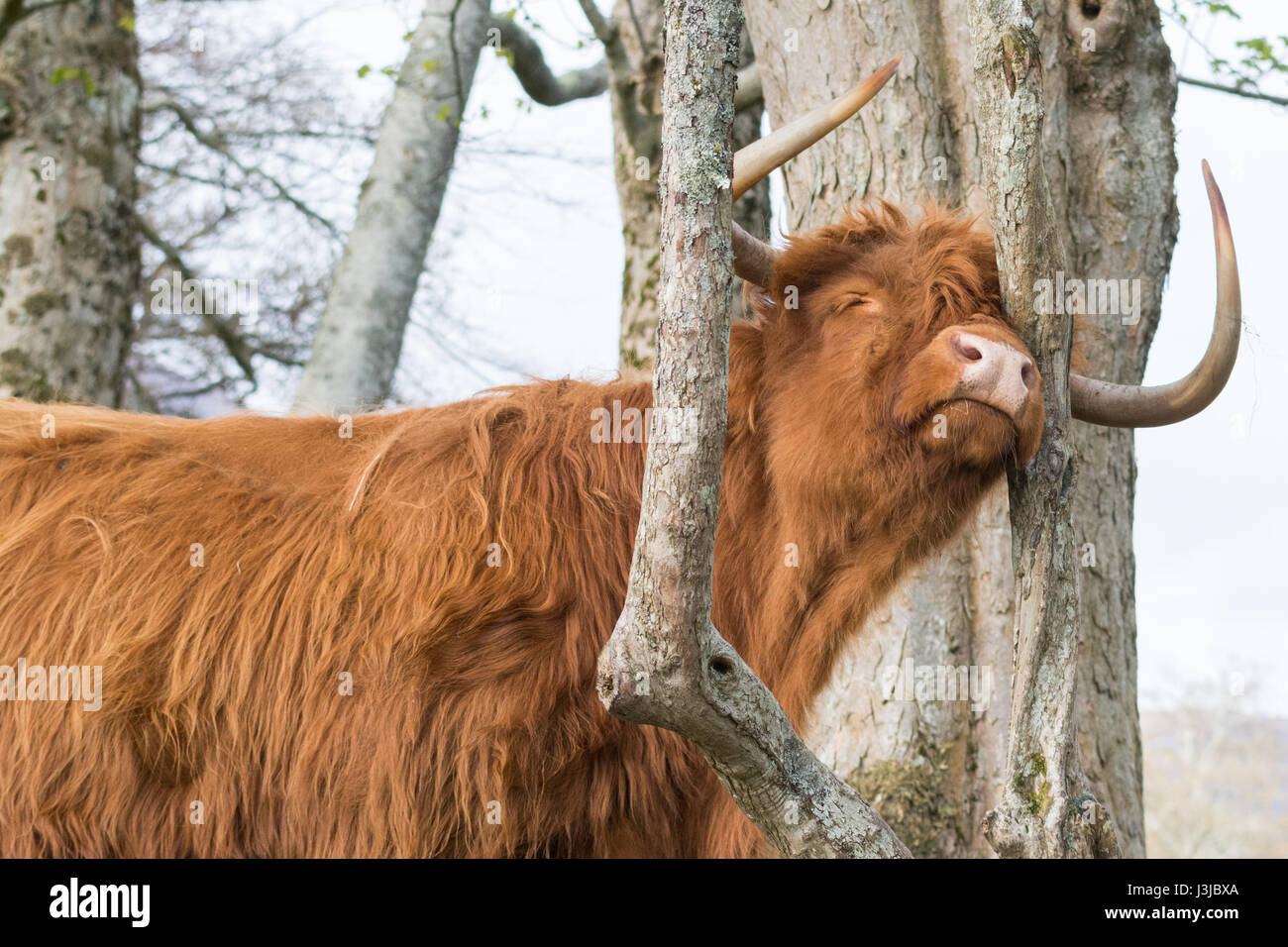 Bliss - highland cow buscando dichosamente feliz como arañazos contra un árbol Foto de stock