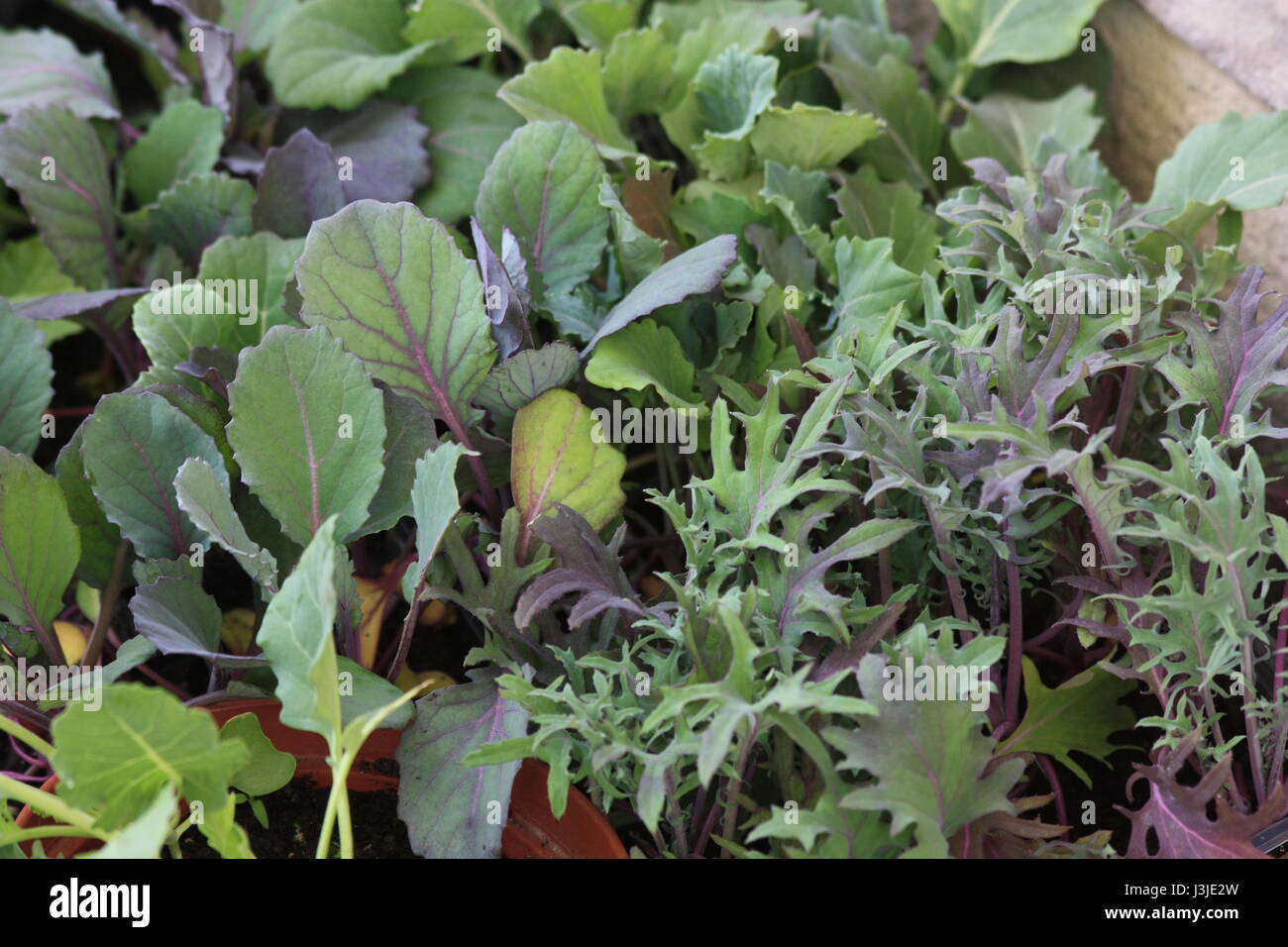 Plántulas de hortalizas listas para la siembra. Red Russian Kale final violeta plántulas jóvenes coles de Bruselas. Foto de stock
