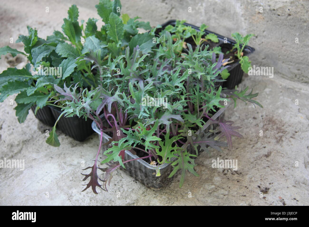 Plántulas de hortalizas listas para la siembra. Red Russian Kale, acinato kale Kale Vates Azul extremo curvado Foto de stock