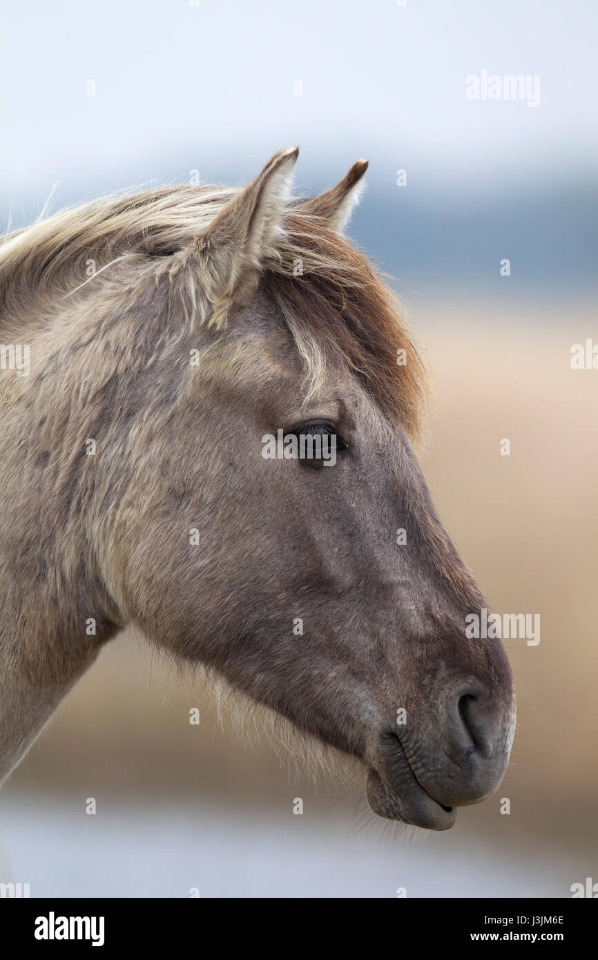 Konik Pony, retrato de un solo adulto en reedbed, Minsmere, Suffolk, Reino Unido Foto de stock