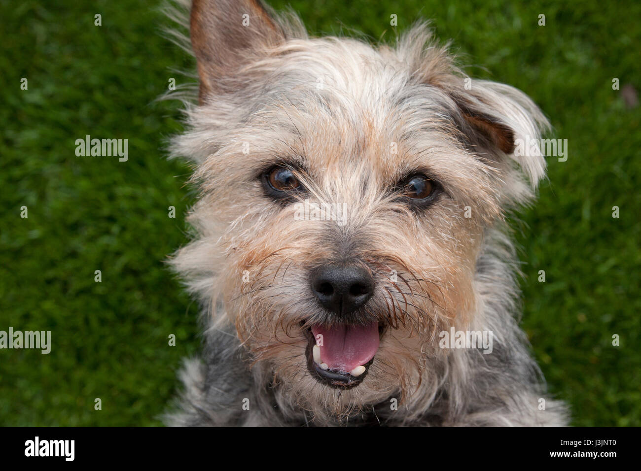 Norfolk yorkshire terrier perro cruz Fotografía de stock Alamy